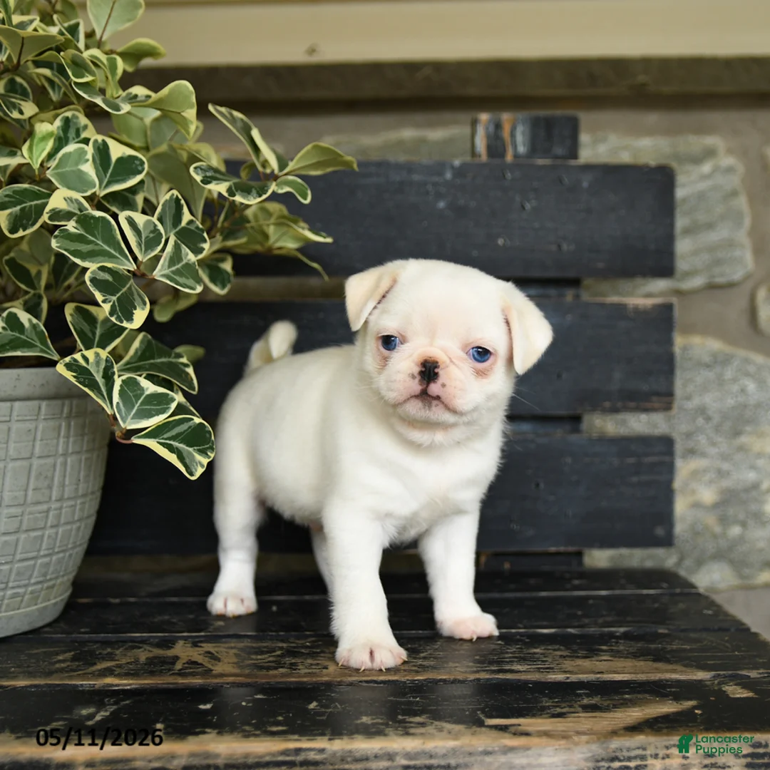 Pug dogs for sale: Flapjack - Ad 2