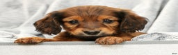 Miniature Dachshund dogs for sale: Teddy - Ad 8