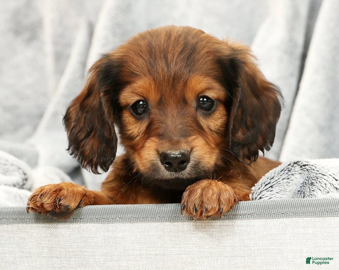 Miniature Dachshund dogs for sale: Teddy - Ad 8