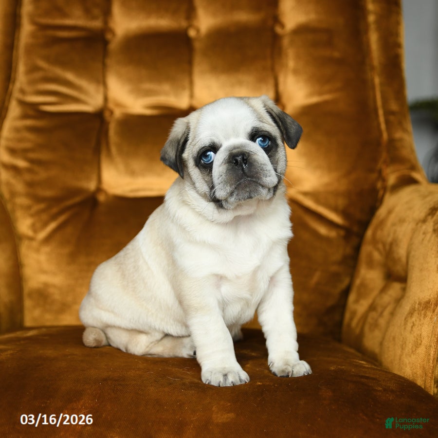 Pug dogs Milo - Ad 1