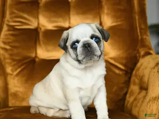 Pug dogs for sale: Milo - Ad 3