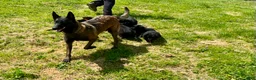 Belgian Malinois dogs for sale: SARGE❤️🐾AKC Registered❤️Fluffy Coated Daddy 🐾Text 717-202-9120 - Ad 18