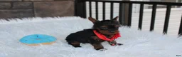 Yorkiepoo dogs for sale: Emmett  - Ad 19