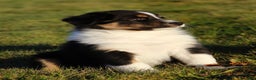 Australian Shepherd dogs for sale: Clara - Ad 19