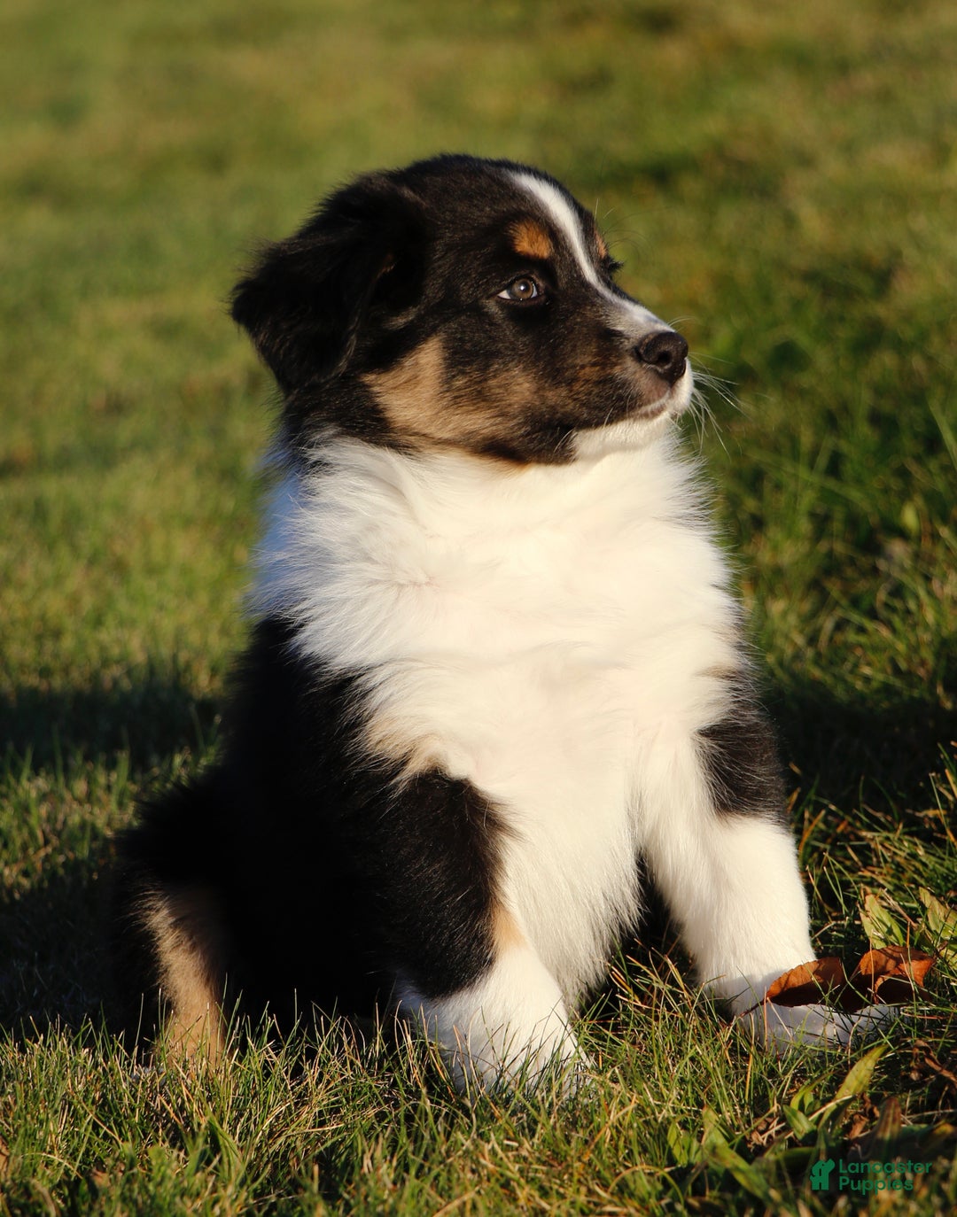 Australian Shepherd dogs for sale: Clara - Ad 19