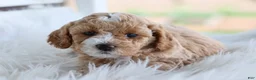 Mixed Breed dogs for sale: Khloe - Ad 7