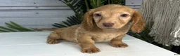 Miniature Dachshund dogs for sale: Vincent - Ad 2