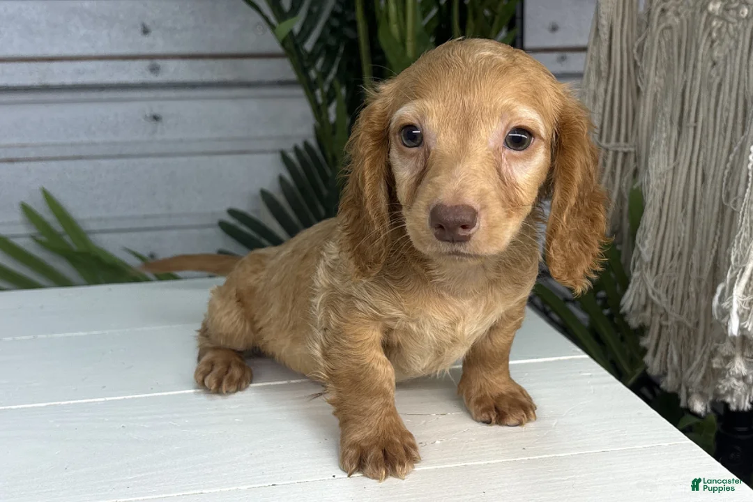 Miniature Dachshund dogs for sale: Vincent - Ad 2