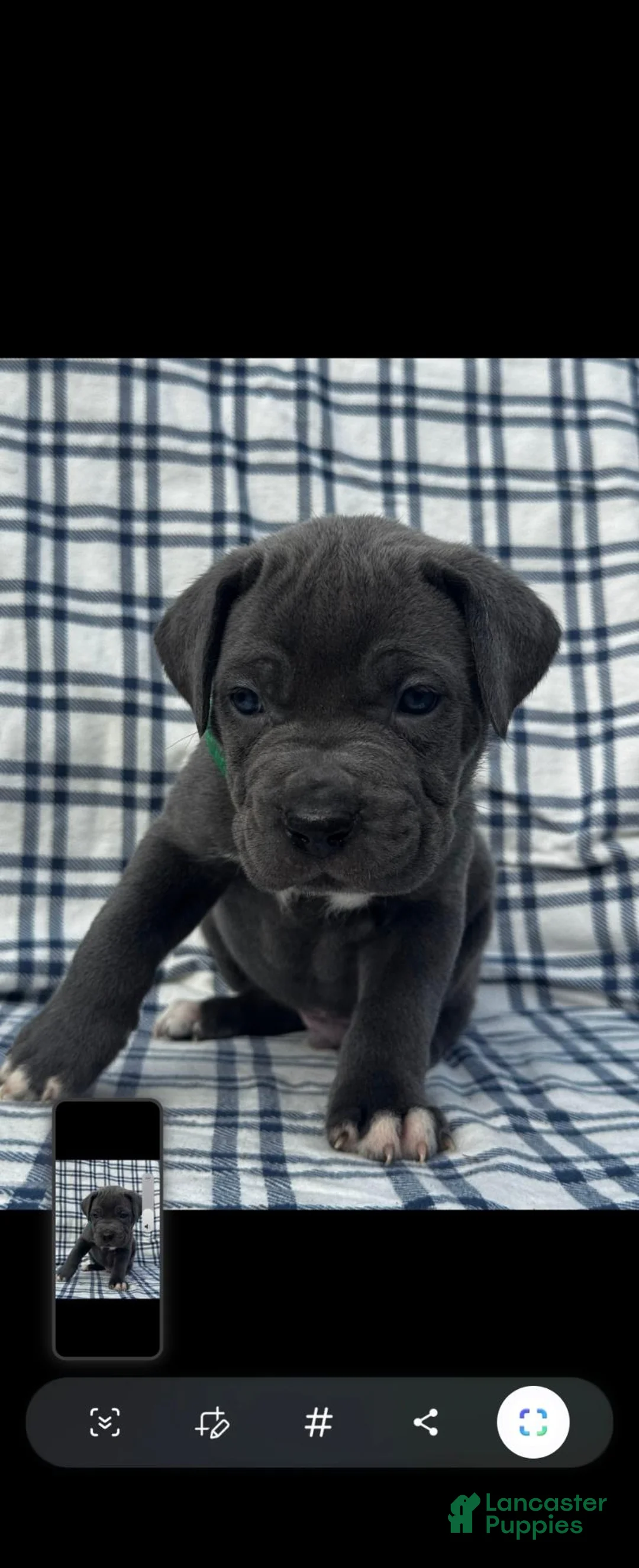 Cane Corso dogs for sale: Cane Corso Green Collar - Ad 1