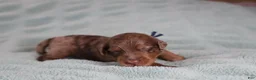 Mixed Breed dogs for sale: Neville - Ad 10