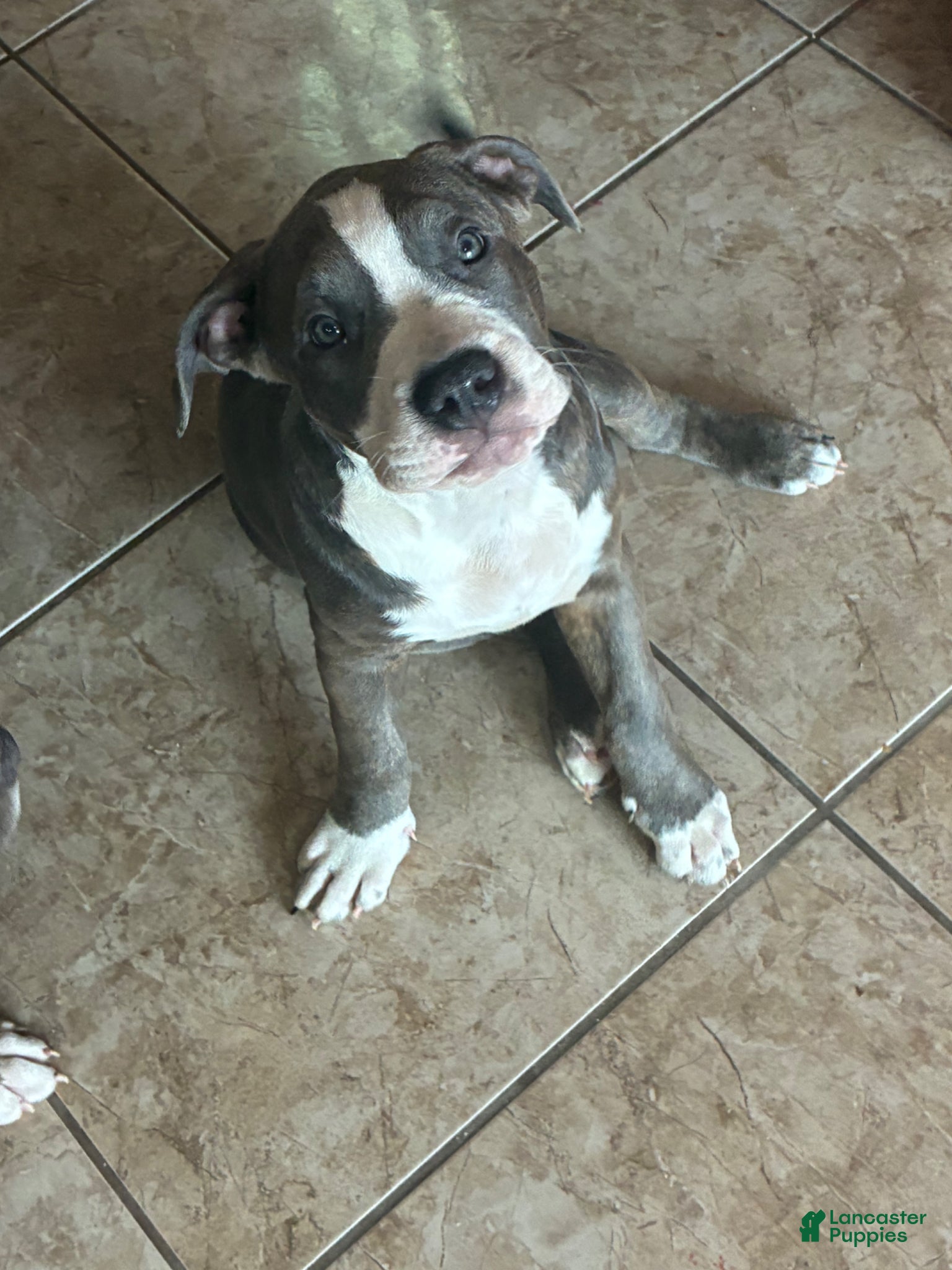 American Bully dogs Niko - Ad 2