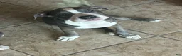 American Bully dogs for sale: Niko - Ad 2