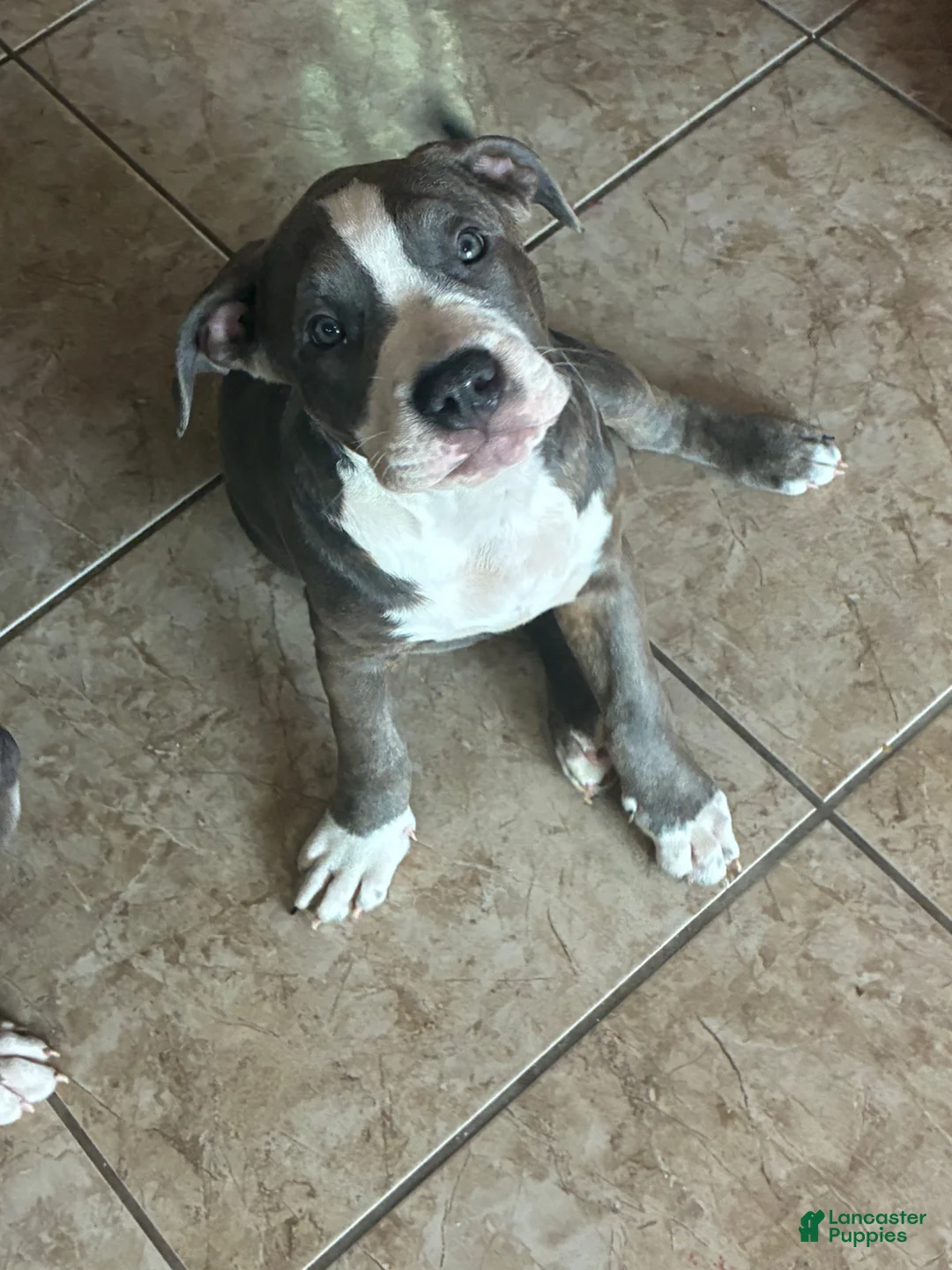 American Bully dogs for sale: Niko - Ad 2
