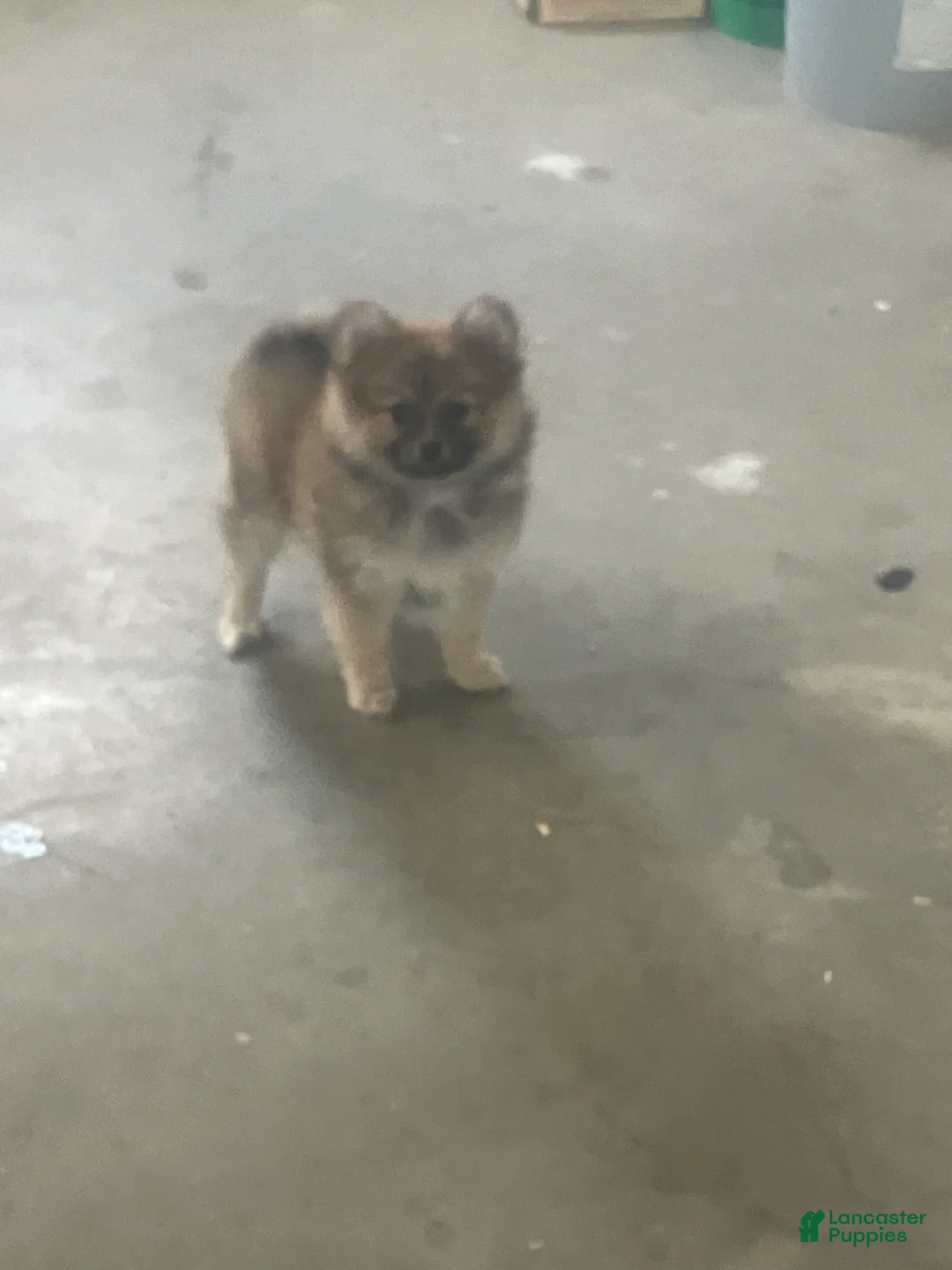 Pomeranian dogs for sale: Pansy - Ad 5