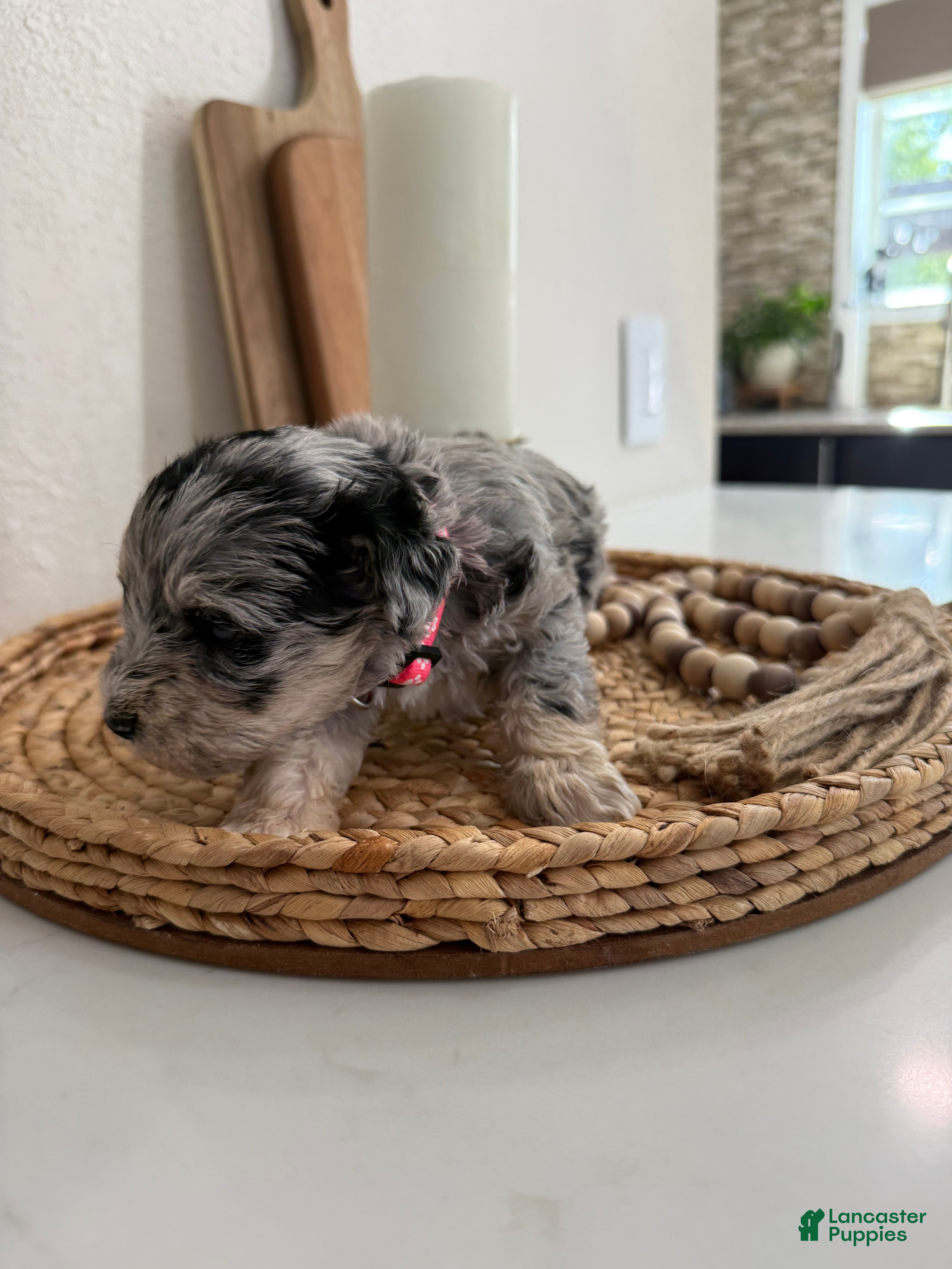 Miniature Schnauzer dogs Strawberry  - Ad 35