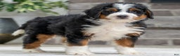 Bernese Mountain Dog dogs for sale: Yukon - Ad 2