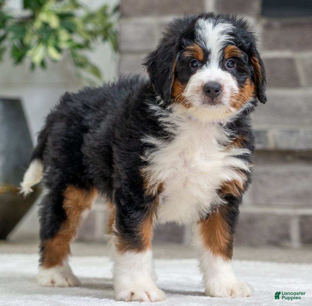 Bernese Mountain Dog dogs for sale: Yukon - Ad 2