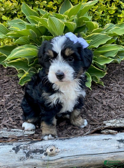 Mini Bernedoodle dogs Winnie - Ad 2