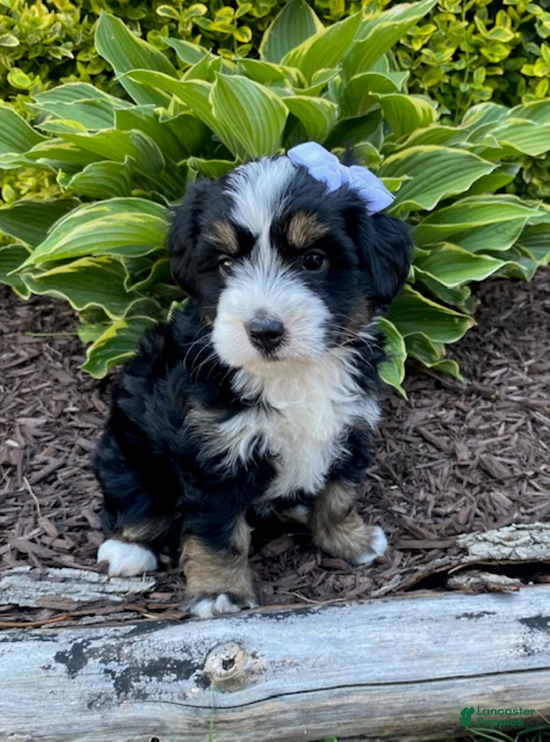 Mini Bernedoodle dogs for sale: Winnie - Ad 2