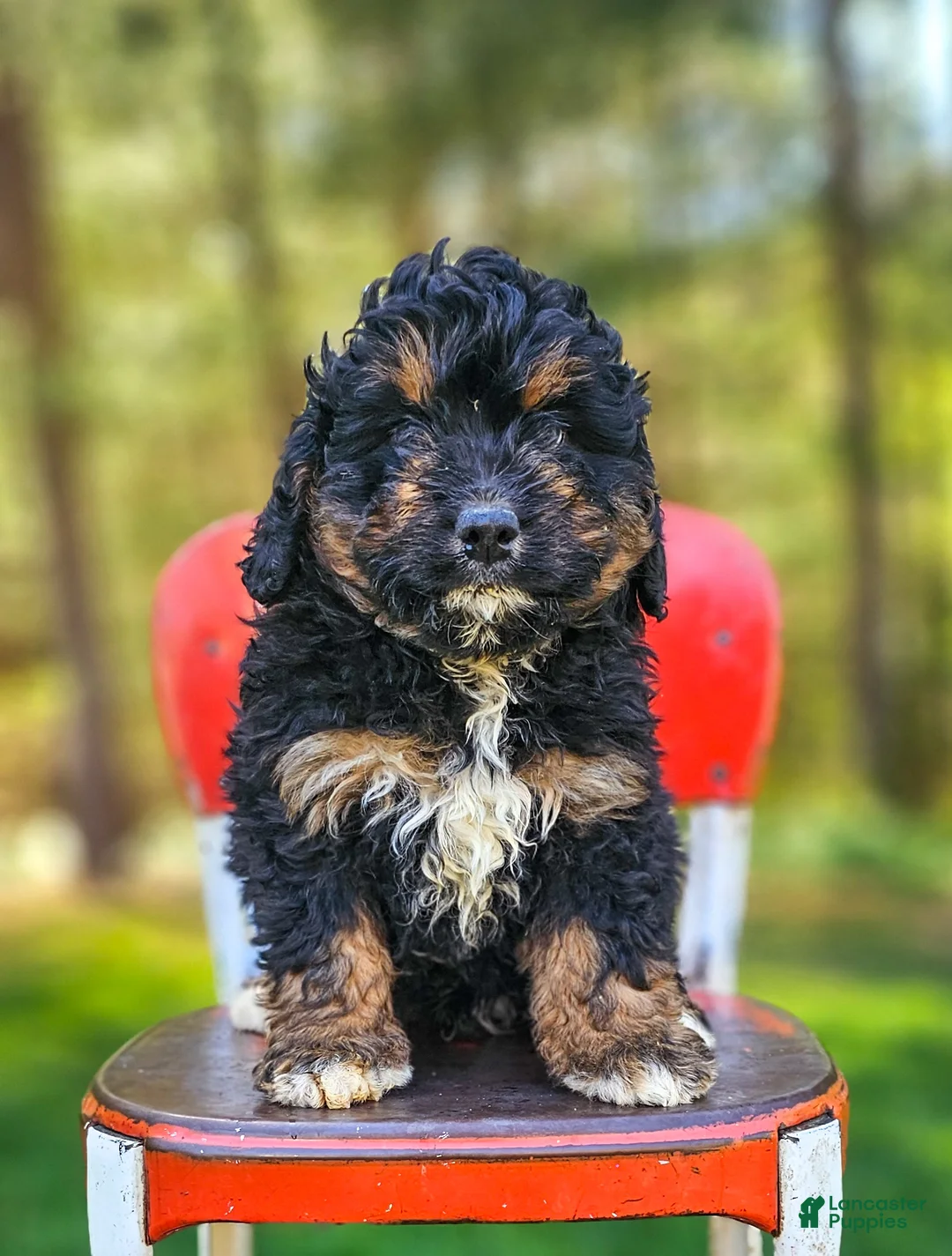 Mini Bernedoodle dogs for sale: Rocket - Ad 1