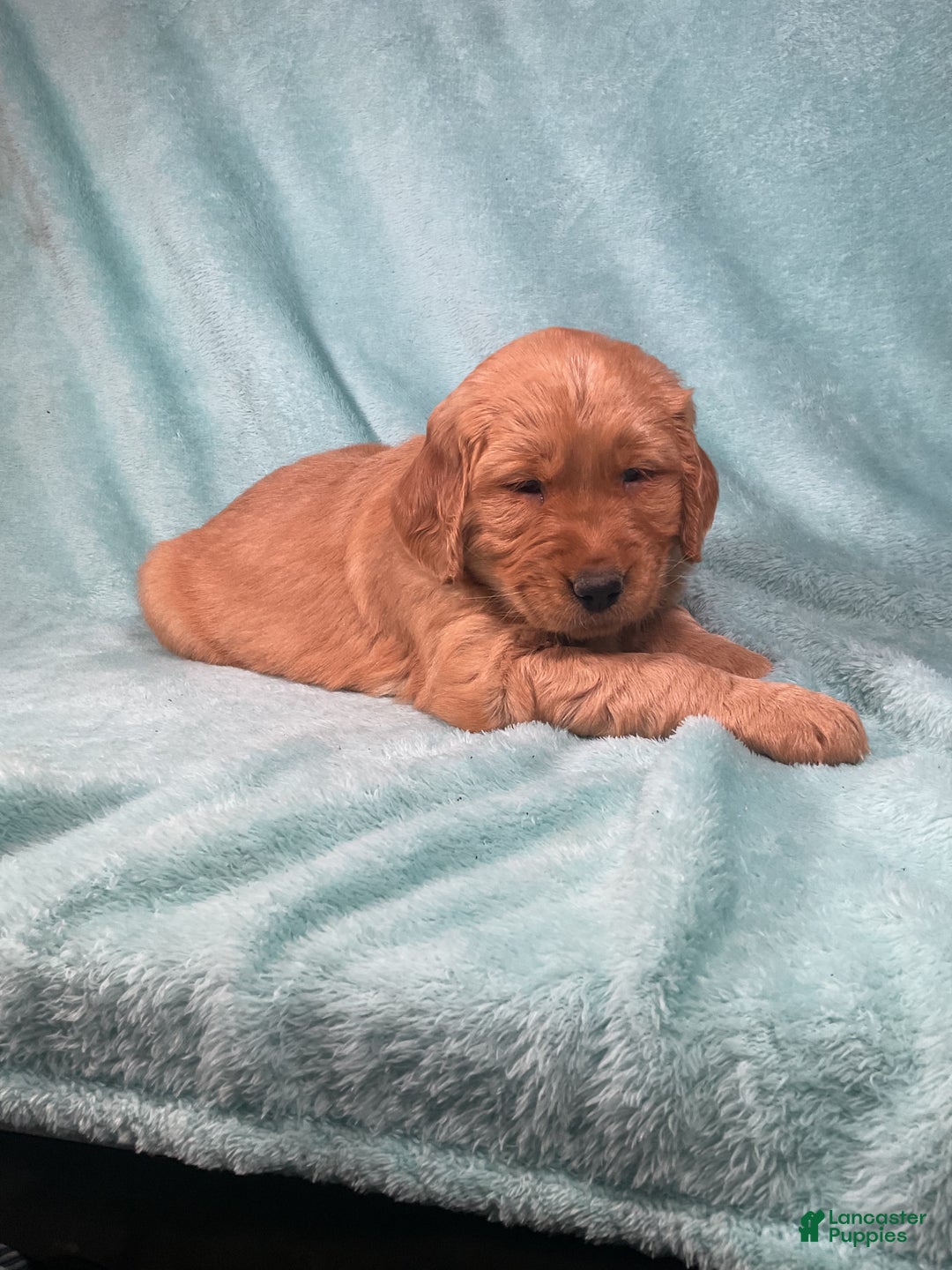Golden Retriever dogs for sale: Lacey  - Ad 7