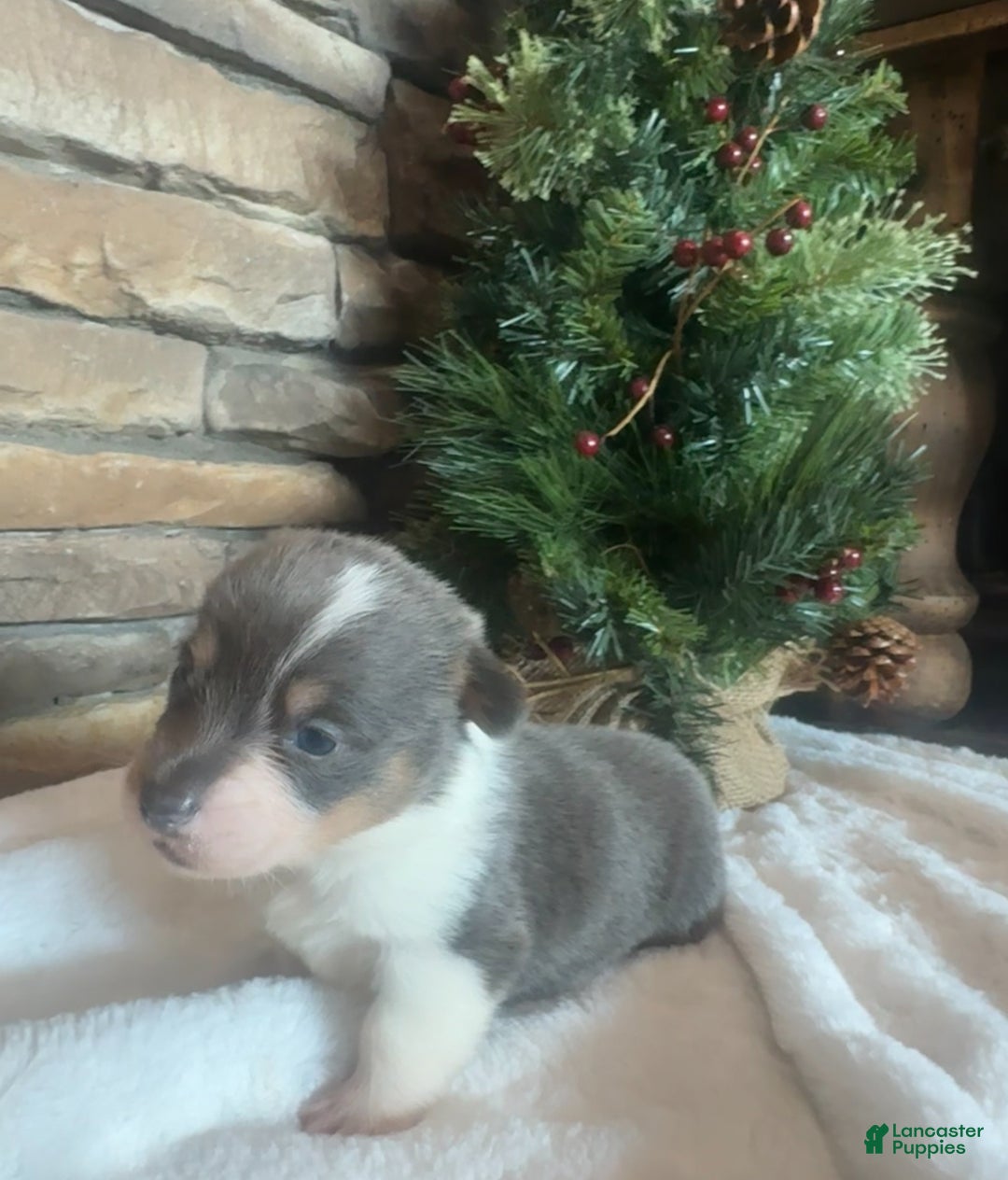 Mixed Breed dogs for sale: Ruger - Ad 3