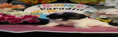 Shih Tzu Puppy 2