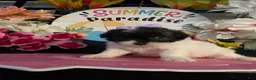 Shihpoo dogs for sale: Shih Tzu Puppy 2 - Ad 1