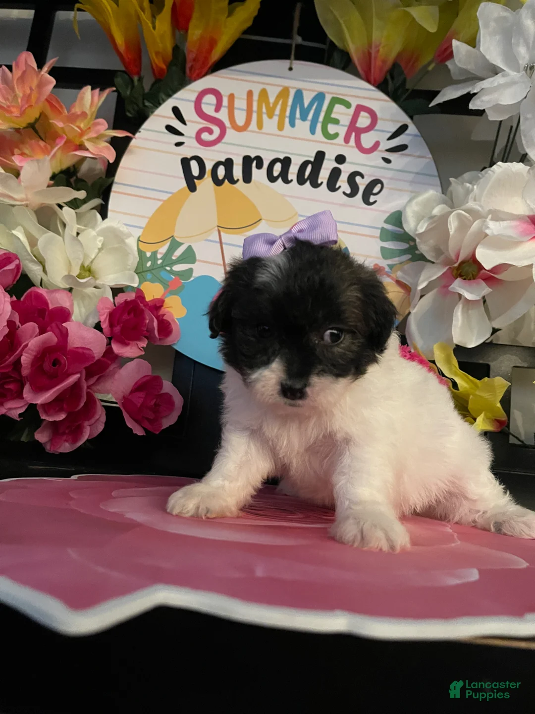 Shihpoo dogs for sale: Shih Tzu Puppy 2 - Ad 1