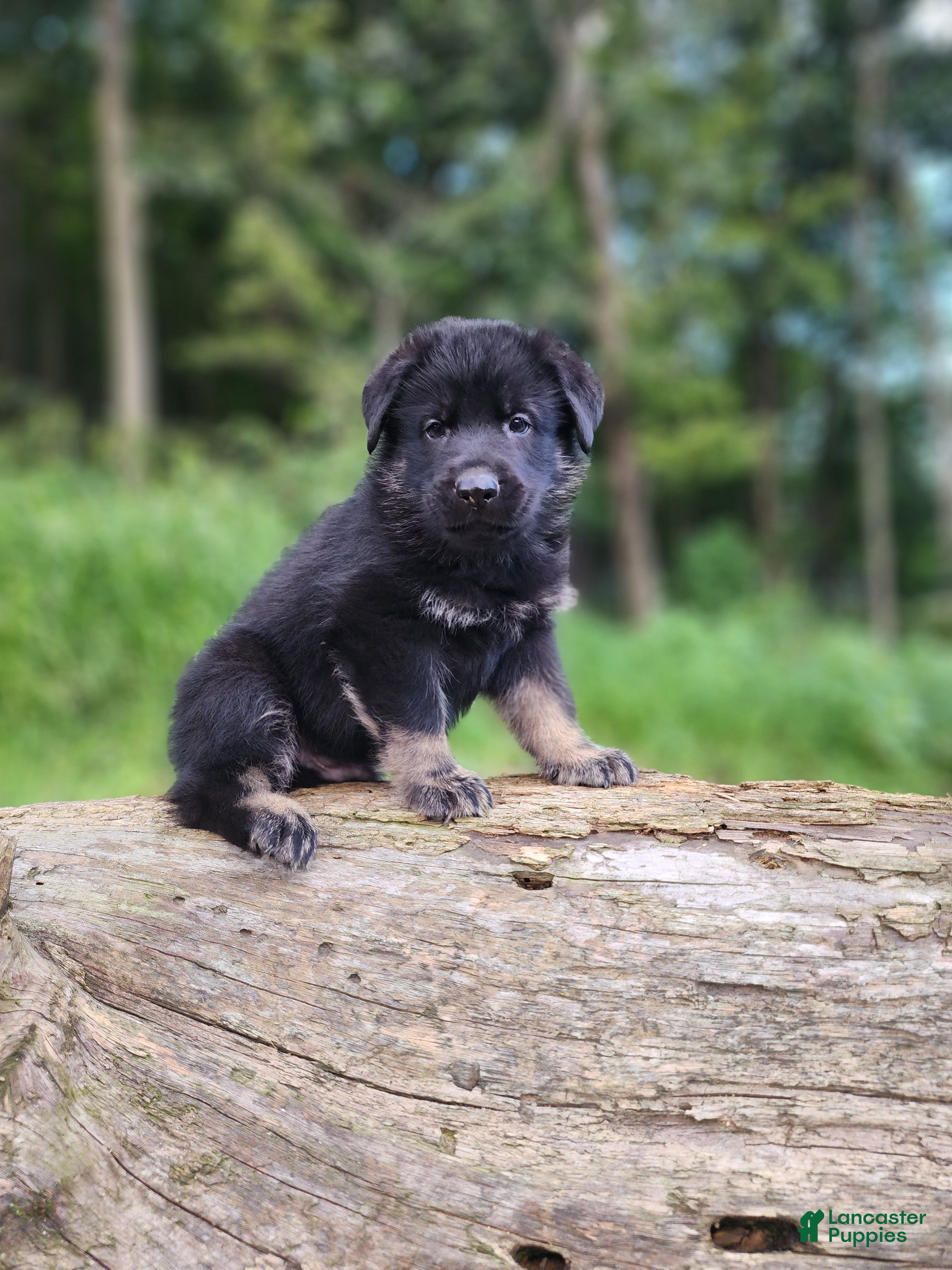 German Shepherd dogs  Tripp - Ad 1