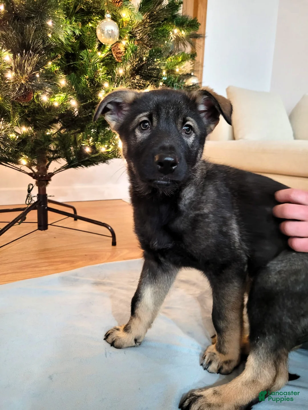 Mixed Breed dogs for sale: Otter - Ad 2