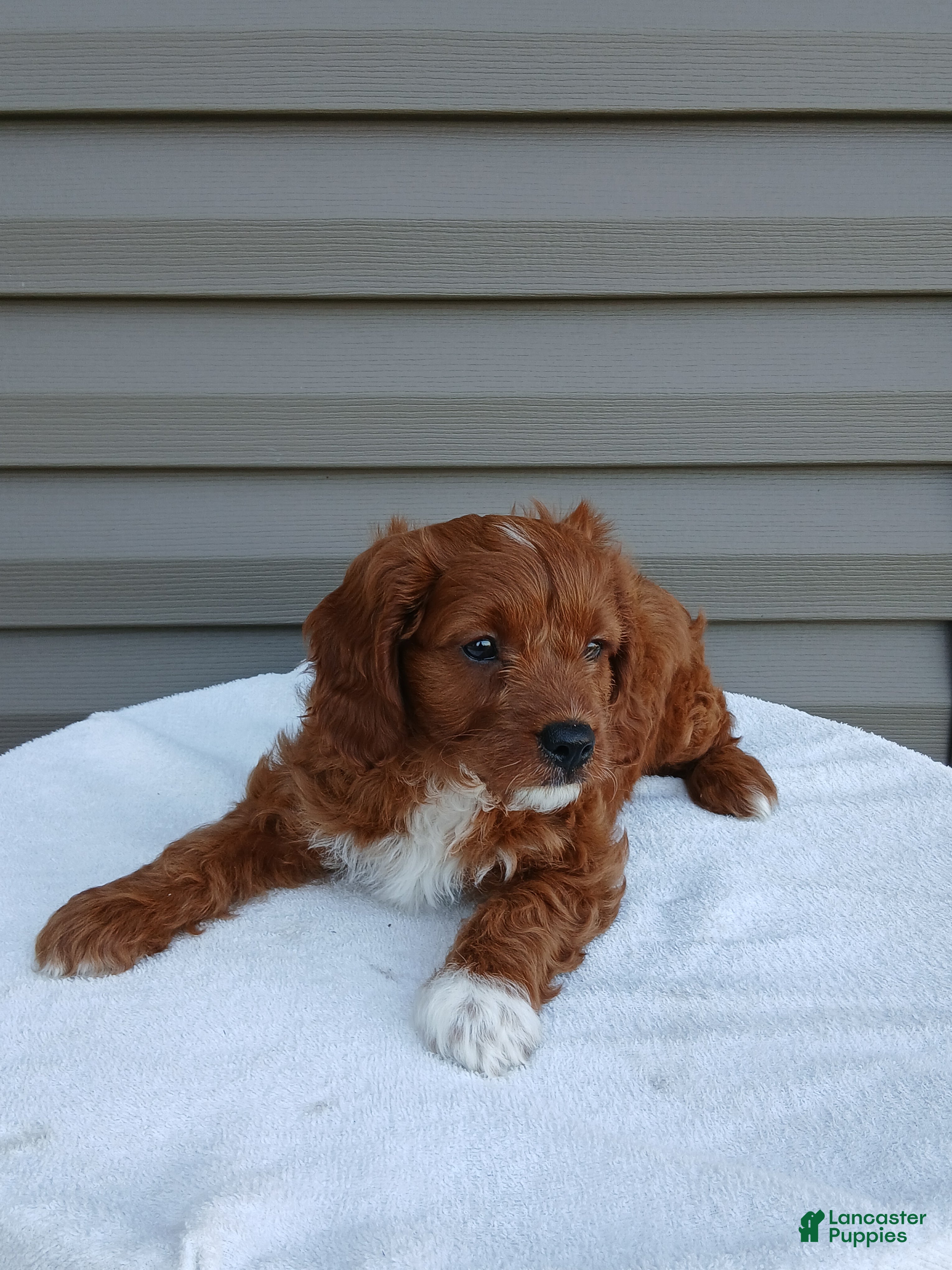 Cavapoo dogs Pepper - Ad 2