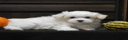 Maltese dogs for sale: Koda - Ad 3