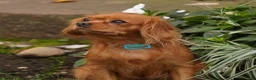 Mixed Breed dogs for sale: Owen  - Ad 4