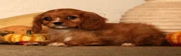 Cavalier King Charles Spaniel dogs for sale: Bella - Ad 8