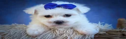 Maltese dogs for sale: Marley🐾 - Ad 9