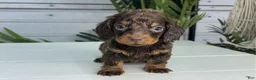 Miniature Dachshund dogs for sale: Jake - Ad 2