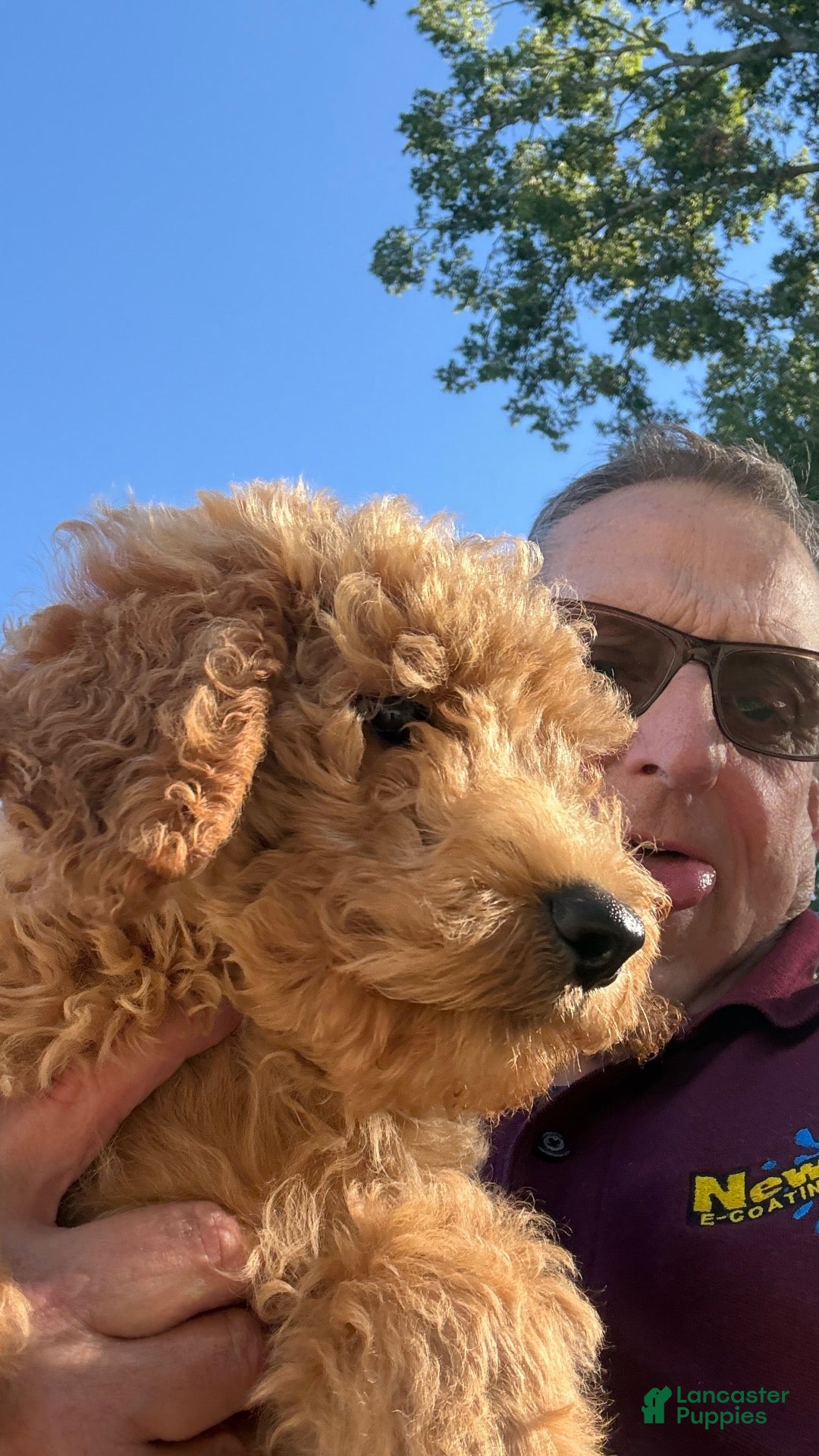 Mini Goldendoodle dogs Girl 3 - Ad 1