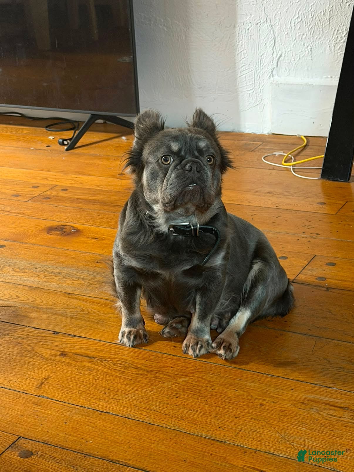 French Bulldog dogs French Bulldog 1 - Ad 2