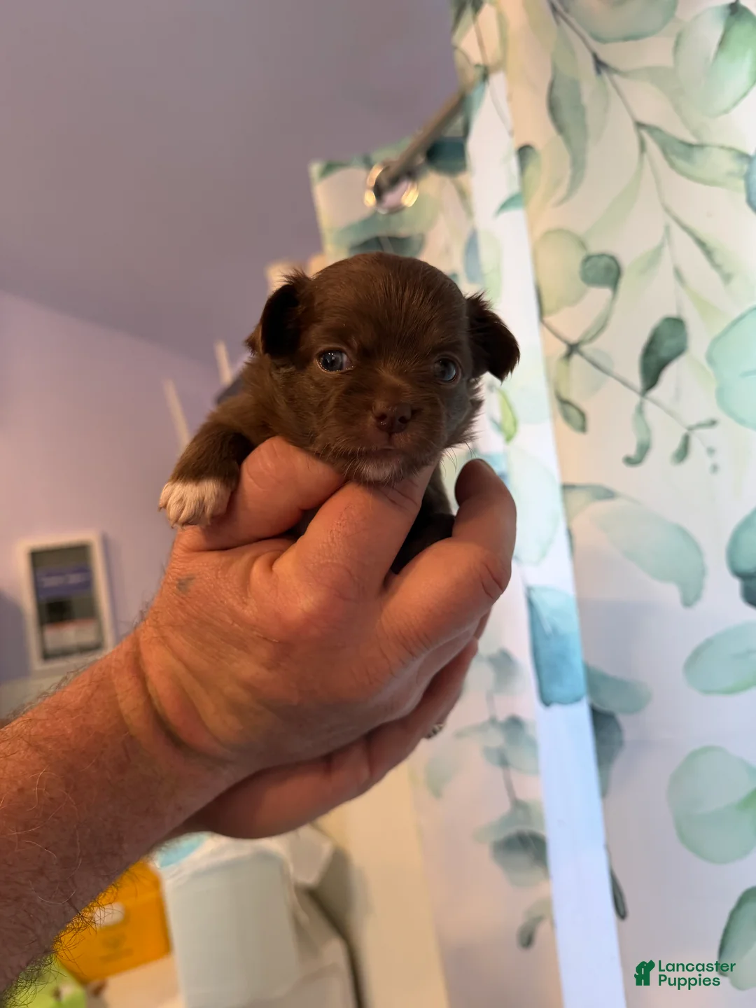 Chihuahua dogs for sale: Astrid - Ad 1