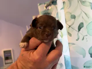 Chihuahua dogs for sale: Astrid - Ad 1
