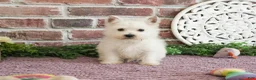 West Highland Terrier dogs for sale: Bonnie - Ad 6