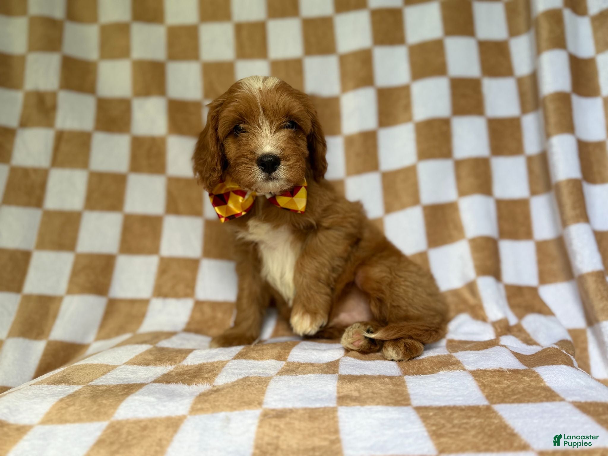 Cavapoo dogs Marshall - Ad 8