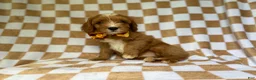 Cavapoo dogs for sale: Marshall - Ad 1