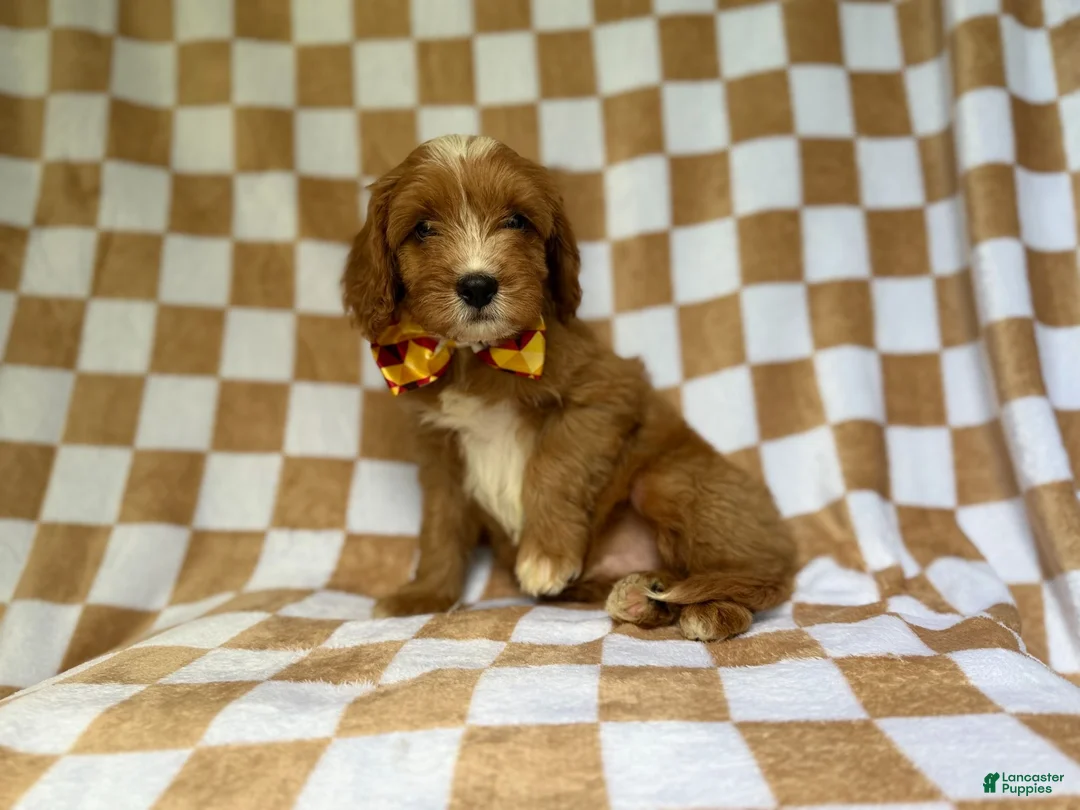 Cavapoo dogs for sale: Marshall - Ad 1