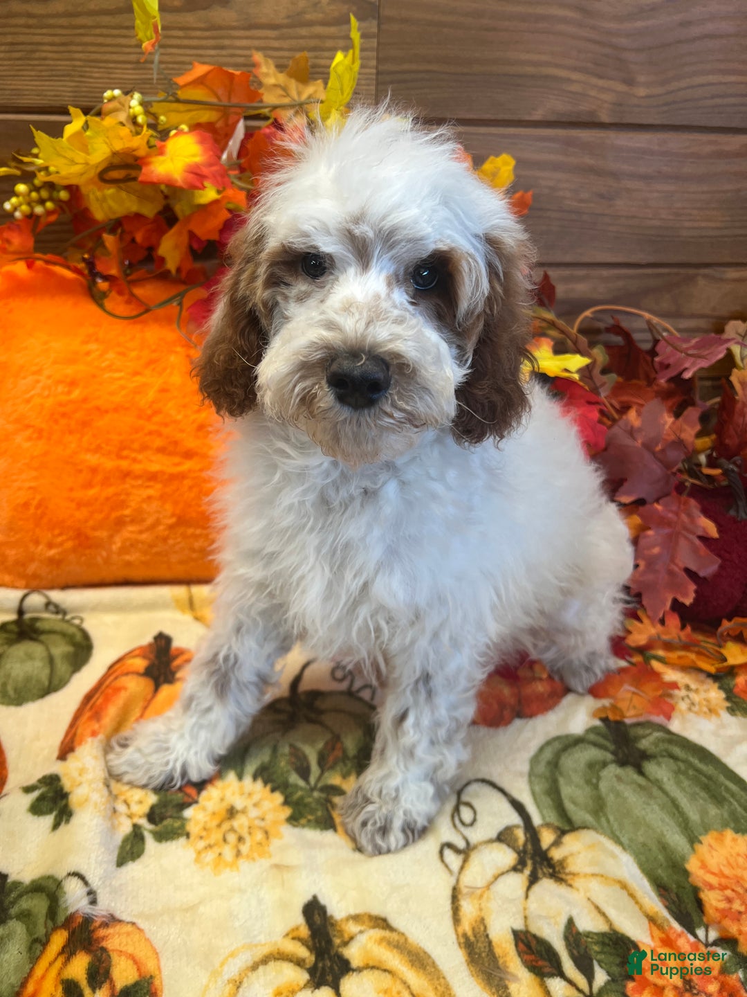 Mini Goldendoodle dogs for sale: Buster - Ad 5