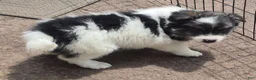 Pomsky dogs for sale: Shadow  - Ad 3