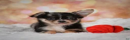 Chihuahua dogs for sale: Bridget - Ad 12