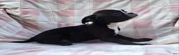 Mixed Breed dogs for sale: Lil Lady - Ad 8