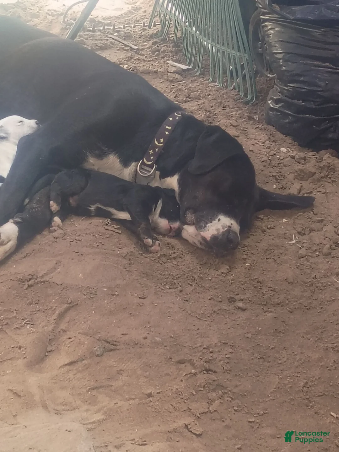 Mixed Breed dogs for sale: Mixed Breed 1 - Ad 2